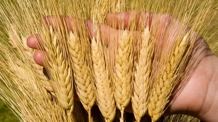 Себестоимость элитной пшеницы выше обычных сортов