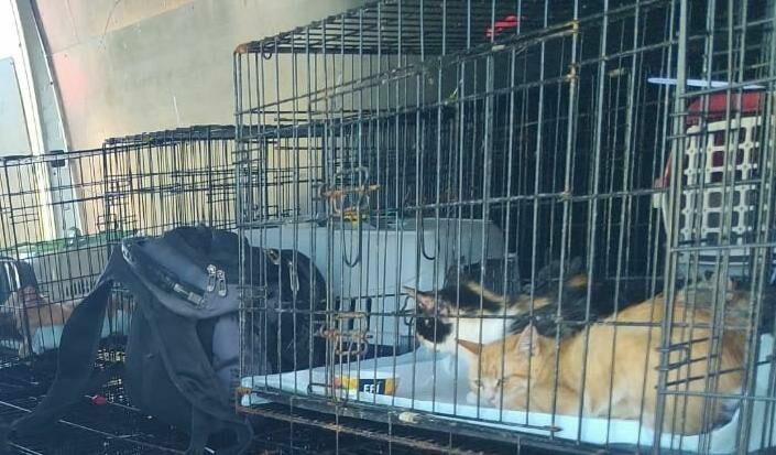 Четырехлапые беженцы: как донецкие кошки и собаки оказались в Питере