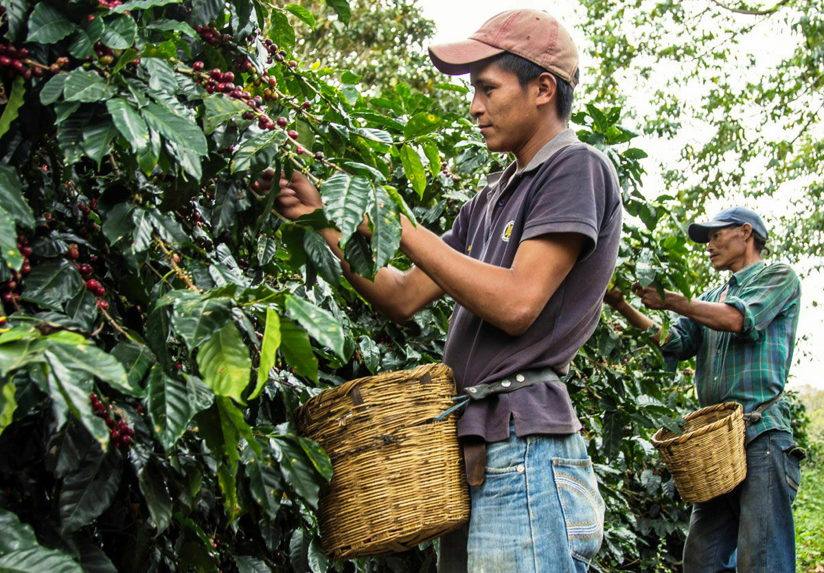 Россия сократила поставки удобрений в Бразилию: выживут ли кофейные деревья?